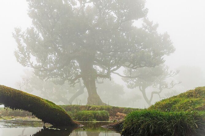 4x4 Jeep Tour to the West & Northwest of Madeira - Off-road into Laurisilva: Nossa Senhora do Rosário and the slow beauty of Fanal