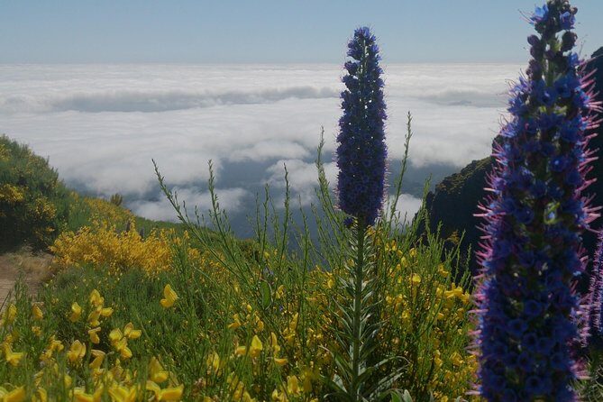 Achadas Teixeira- Pico Ruivo -& Pico pedras/Queimadas forest walk - Price and Value: What $54.42 Buys You on Madeira