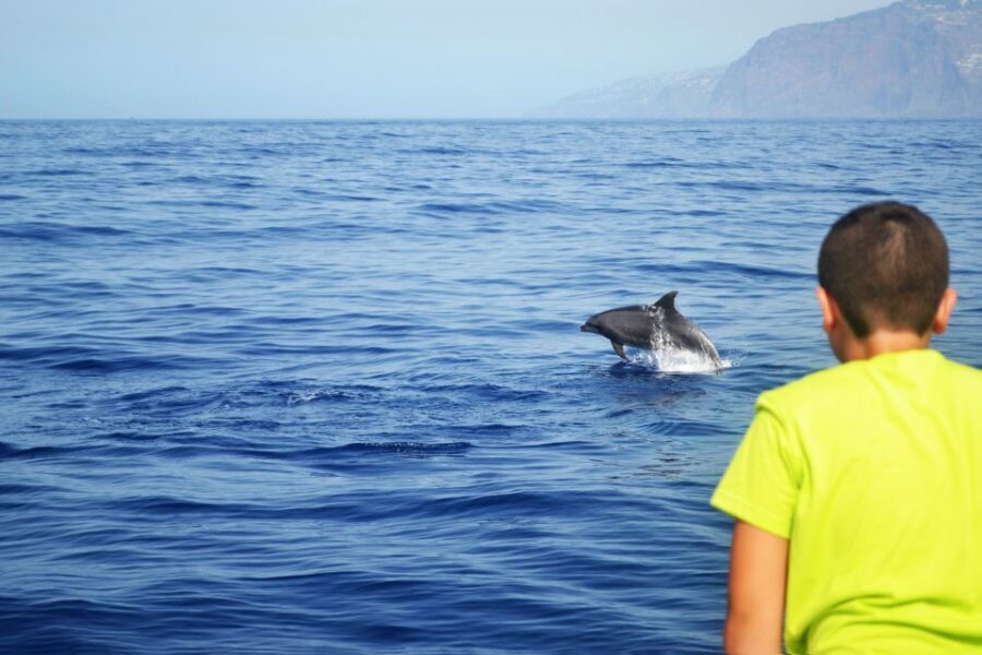 All Inclusive Whale and Dolphin Watching Luxury Tour - Who should book this Madeira whale and dolphin tour