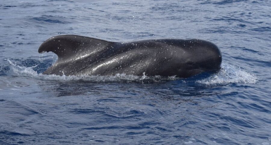 All Inclusive Whale and Dolphin Watching Luxury Tour - Arriving in Funchal: board a luxury catamaran, not a cramped cattle car