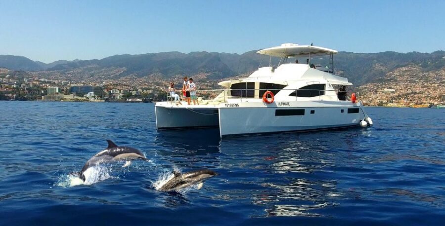 All Inclusive Whale and Dolphin Watching Luxury Tour - The on-board vibe: open bar, Madeira snacks, and crew who keep checking in