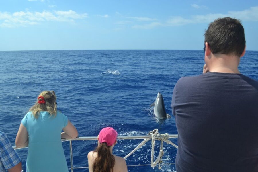 All Inclusive Whale and Dolphin Watching Luxury Tour - The “secret stop” energy shift: cocktails and a quick breather at sea