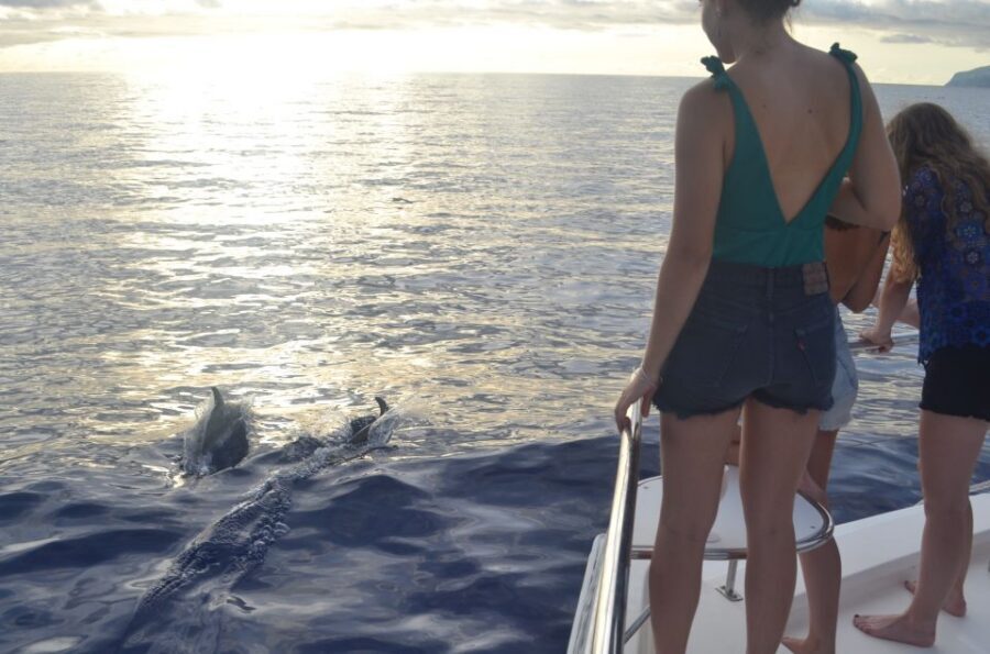 All Inclusive Whale and Dolphin Watching Luxury Tour - What’s actually included (so you can compare value fast)