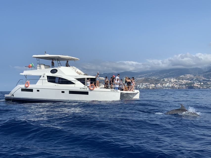 All Inclusive Whale and Dolphin Watching Luxury Tour - Price and value: why $93 can be fair here