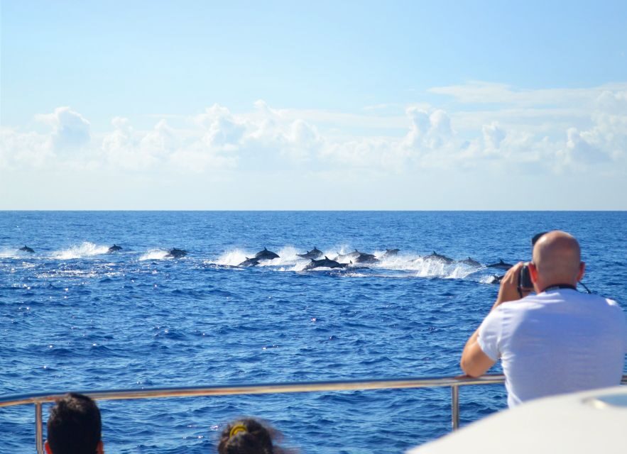 All Inclusive Whale and Dolphin Watching Luxury Tour - The first stretch at sea: how the crew hunts for whales, dolphins, and turtles