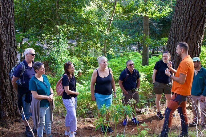 Arieiro Peak, Referta Walk, Santana & Ponta De Sao Lourenço - Santana and the UNESCO Madeira Biosphere Reserve: houses, endemic species, and a quick reset