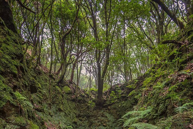 Caldeirão Verde Levadas Walk in Madeira - How the day runs: 8:30 start, then hours in the levada