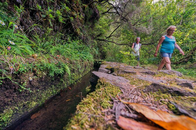 Caldeirão Verde Levadas Walk in Madeira - UNESCO forest context: why your guide’s stories make the walk click