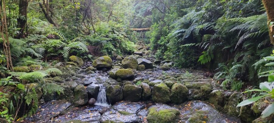 Caldeirão Verde: Queimadas PR9 Transfer and Self-Guided Hike - The driver experience: part safety talk, part Madeira tips