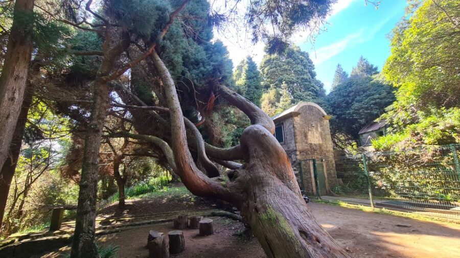 Camacha: Levada Trail e-Bike Guided Tour - The Levada Channel segment: bridges, eucalyptus forest, and the UNESCO laurel woods