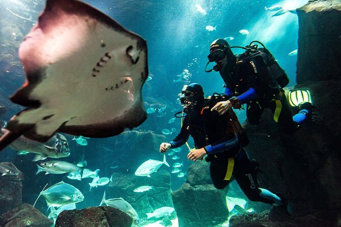 Diving in the Madeira Aquarium - Key things to know before you go