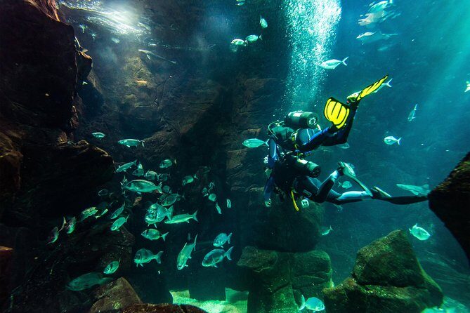 Diving in the Madeira Aquarium - Aquário da Madeira in Porto Moniz: why this setup feels worth it