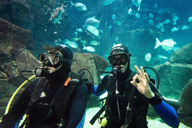 Diving in the Madeira Aquarium - Main aquarium tank: 6 meters down, 500,000 liters of local life