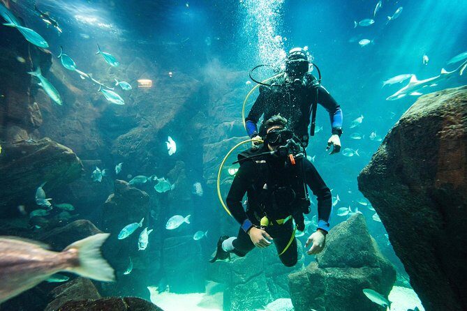 Diving in the Madeira Aquarium - Logistics that can make or break your day