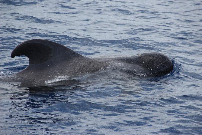 Dolphin and Whale Watching Catamaran Cruise from Funchal - The Free Return Trip: Great on Paper, Useful in Real Timing