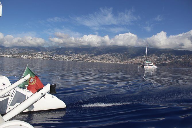 Dolphin and Whale Watching Catamaran Cruise from Funchal - Price and Value: Is €48-ish Worth It?