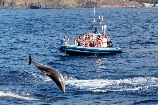 Dolphin - Whale - Turtle - Bird Watching - The return cruise: Madeira coastline views with guide talk