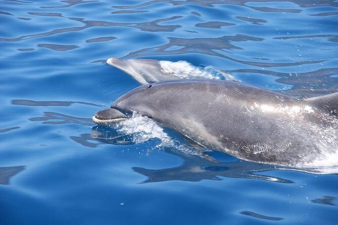 Dolphin - Whale - Turtle - Bird Watching - Camara de Lobos from the Atlantic: Churchill’s painting spot, now a sea-view stop
