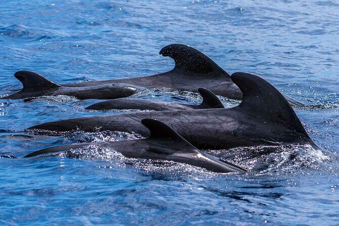 Dolphin - Whale - Turtle - Bird Watching - Boat comfort, motion sickness, and why the small group matters