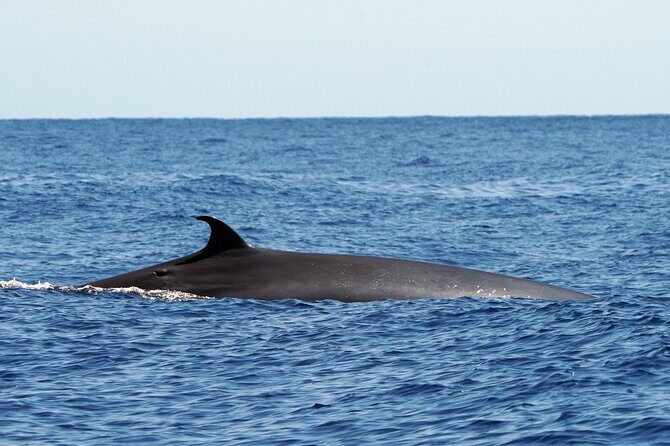 Dolphin - Whale - Turtle - Bird Watching - Live commentary in English: useful facts, not a random script