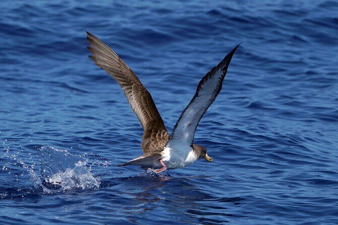 Dolphin - Whale - Turtle - Bird Watching - Ethics and wildlife etiquette: how close is too close