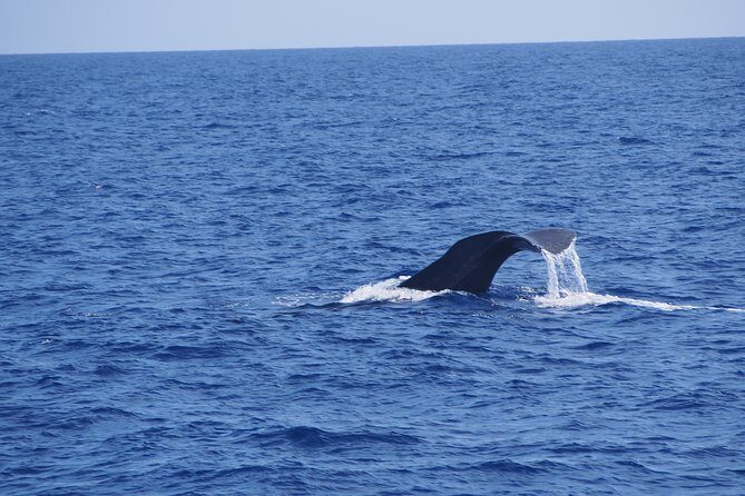 Dolphin - Whale - Turtle - Bird Watching - The wildlife game plan: dolphins and whales, plus turtles and birds when luck aligns