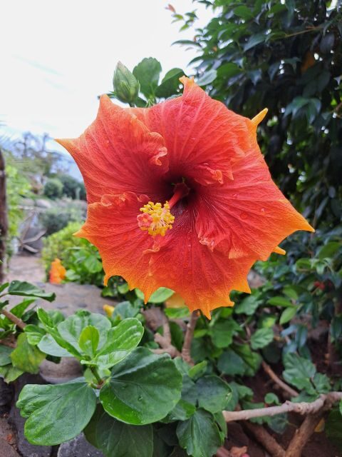 EAST MADEIRA:,Peaks, Forest walk,Thatched Roofs, Rum factory - Key Highlights You’ll Feel in Your Day