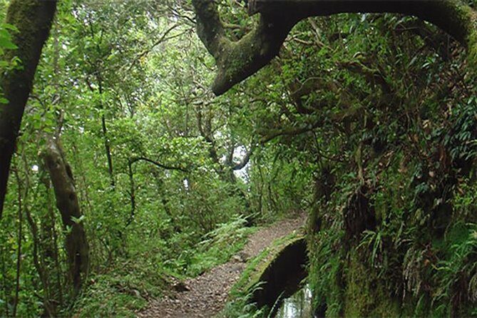 EAST: Pico do Arieiro & Laurissilva Forest - Full Day tour - Ponta de São Lourenço: the island’s eastern edge and dual coastline views
