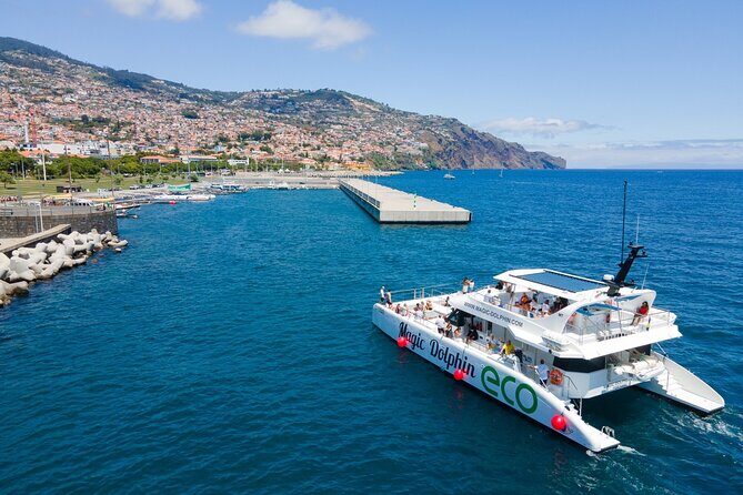 Eco-Friendly Catamaran Dolphin and Whale Watching - Price and Value: Why This Costs $42.34 and What You Get