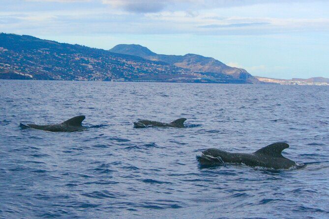 Eco-Friendly Catamaran Dolphin and Whale Watching - Who Should Book This Catamaran Tour (and Who Might Want Another Option)