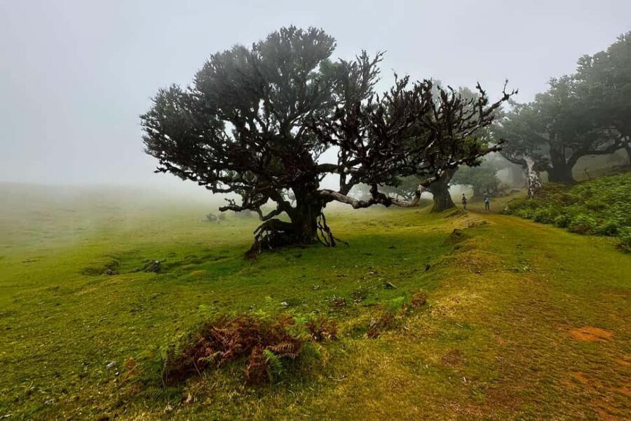 Fanal / Assobiadores - Levada Walk - Key highlights worth planning around