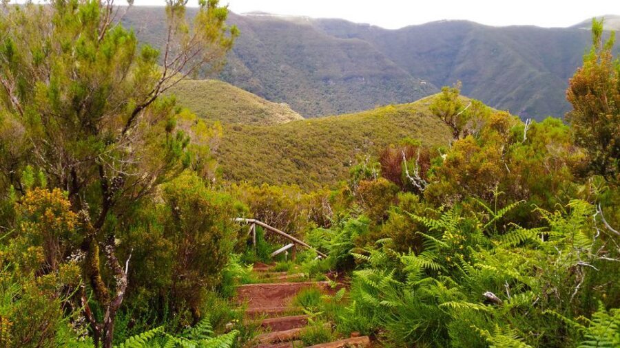 Fanal / Assobiadores - Levada Walk - Should you book the Fanal / Assobiadores Levada Walk?