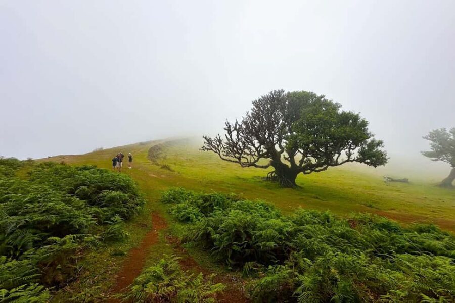 Fanal / Assobiadores - Levada Walk - Paul da Serra start: where the day’s attitude changes