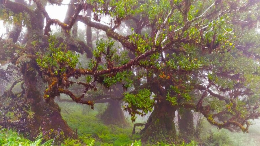 Fanal / Assobiadores - Levada Walk - Steep climbs and narrow paths: how “regular walkers” should plan