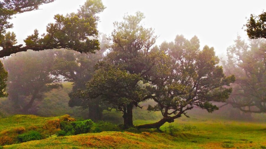 Fanal / Assobiadores - Levada Walk - Timing, food, and the small things that shape the day