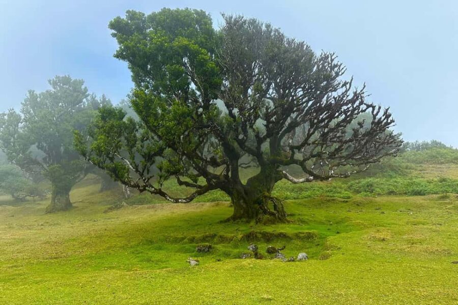 Fanal / Assobiadores - Levada Walk - Price value: is $50 worth an all-day guided walk?