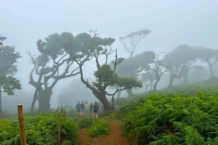 Fanal / Assobiadores - Levada Walk - Who this walk is best for (and who should be cautious)