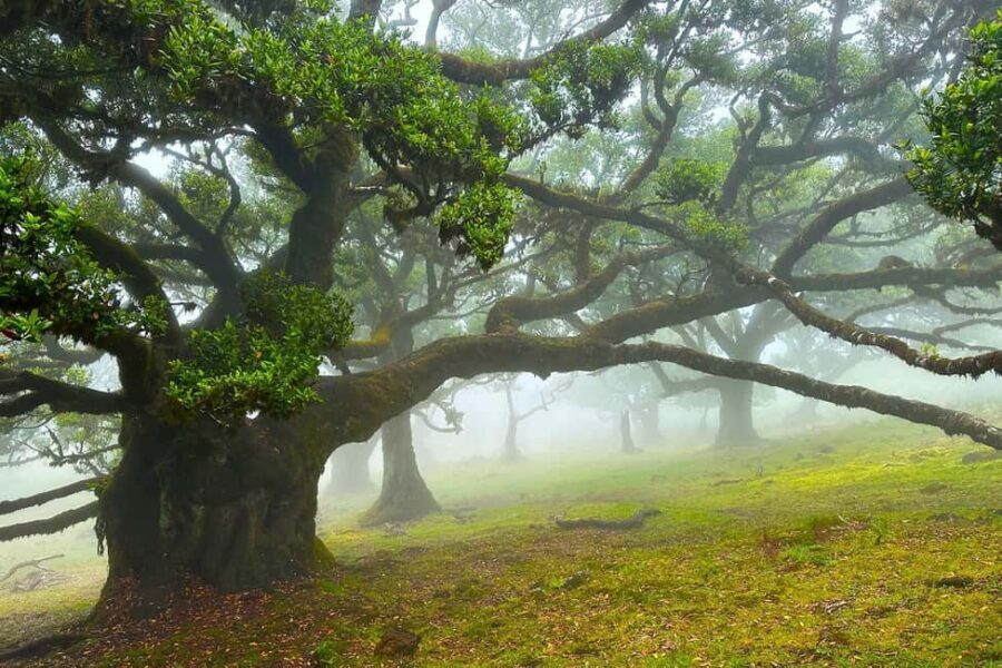 Fanal / Assobiadores - Levada Walk - UNESCO laurissilva on foot: ancient trees you can actually spot