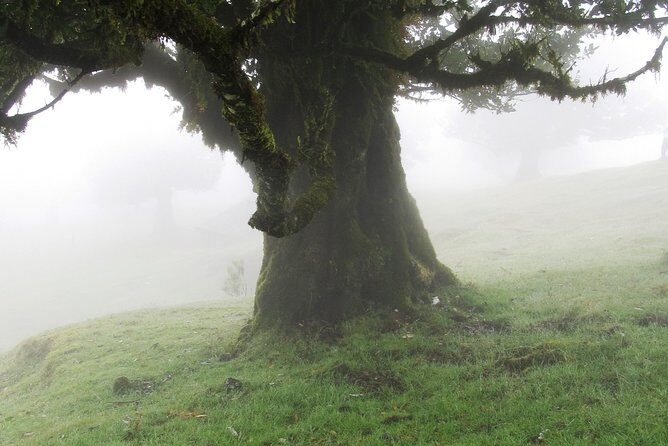 Fanal -Enchanted Forest - Key things to know before you go