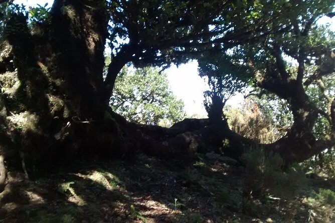 Fanal -Enchanted Forest - Fanal Enchanted Forest: what to expect in the trees