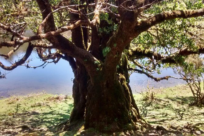 Fanal -Enchanted Forest - Mist, sun, and photo stops along Madeira’s north coast