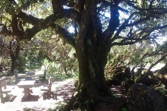 Fanal -Enchanted Forest - What’s included—and what you should pack yourself