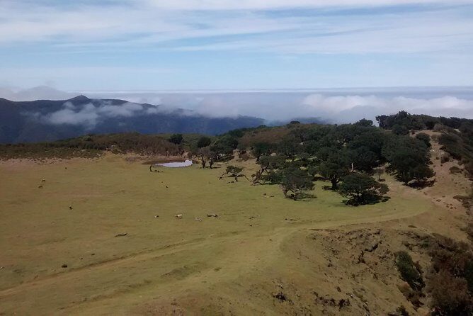 Fanal -Enchanted Forest - Price and value: why this can be a smart buy