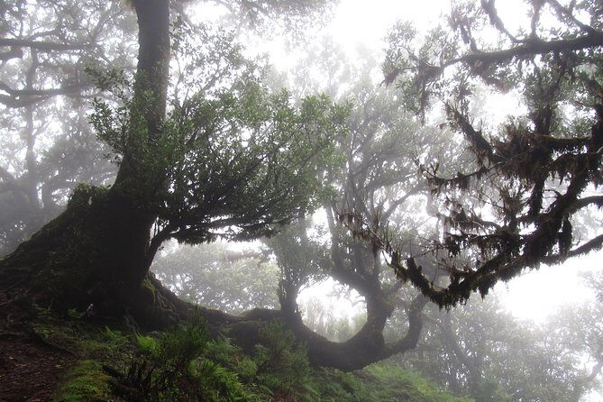 Fanal -Enchanted Forest - Small snags to consider before you book