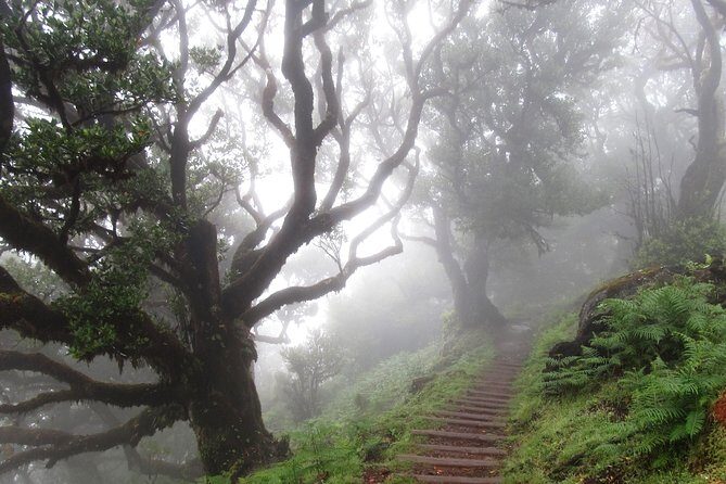 Fanal -Enchanted Forest - The drive from Funchal: pickup that keeps the day easy