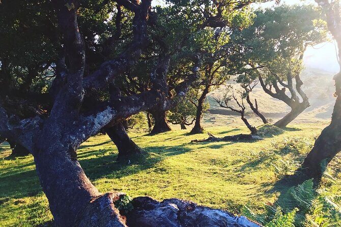 Fanal Forest Private Sunset Hike - Posto Florestal Fanal: where the story begins
