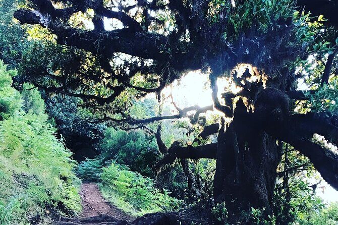 Fanal Forest Private Sunset Hike - When the sunset shows up (and when it doesn’t)