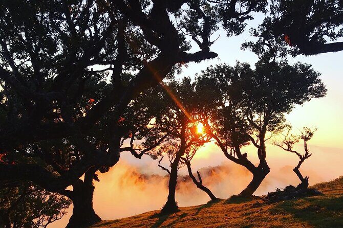Fanal Forest Private Sunset Hike - Price and value: is $90.11 worth it?