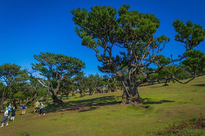 Fanal & Porto Moniz - West Madeira Tour - Price and Extras: Is $44.55 Good Value?