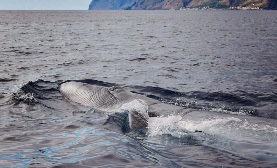 From Calheta: Madeira Whale and Dolphin Watching Boat Tour - Key highlights worth knowing before you go